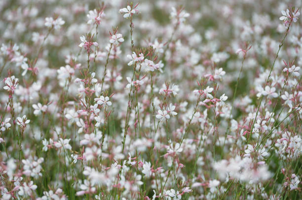 Gaura lindheimeri - Butterfly Bush