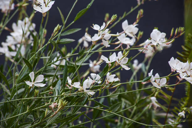 Gaura lindheimeri - Butterfly Bush