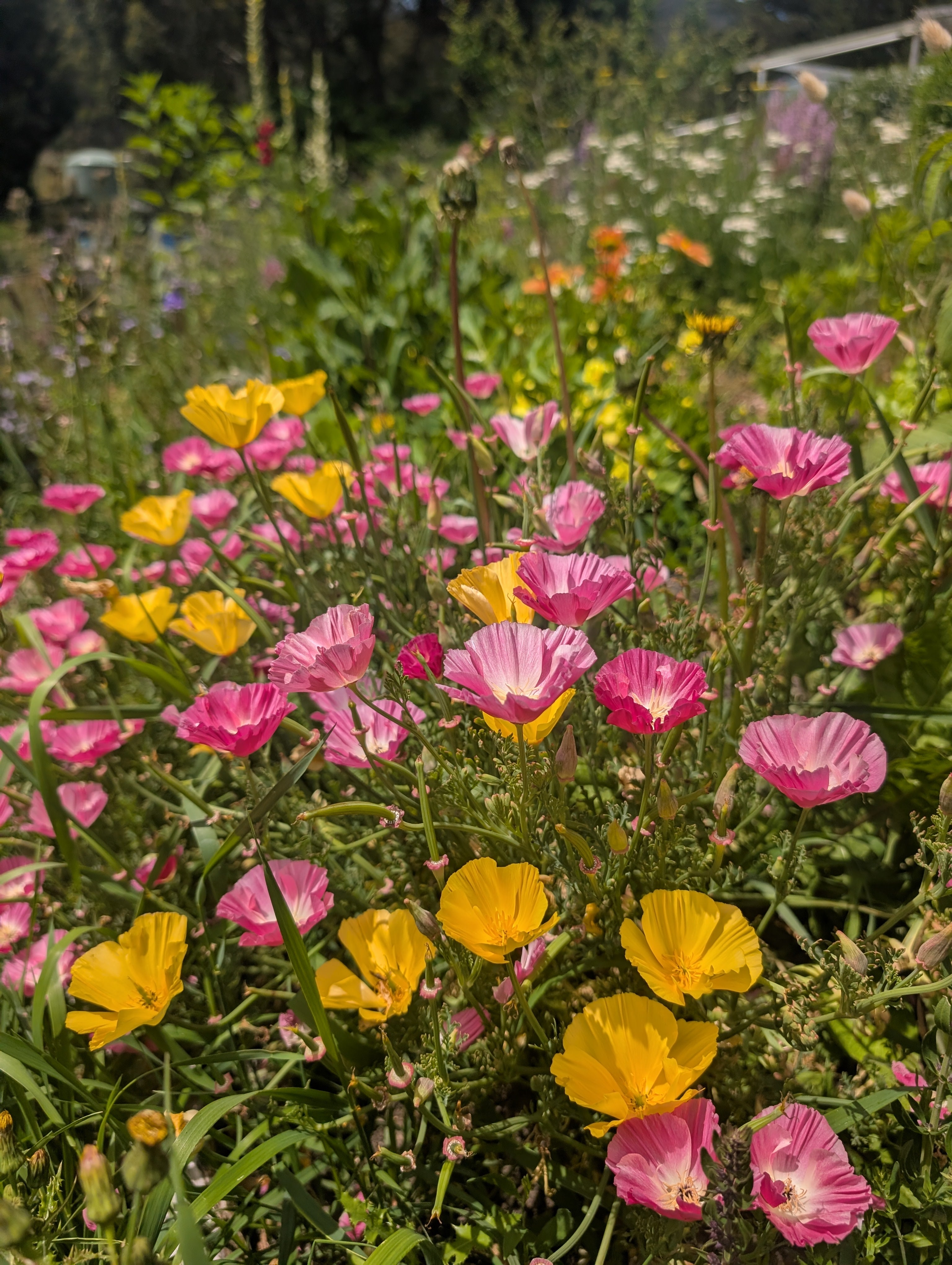 Californian poppy Ballerina seeds Tasmania 
