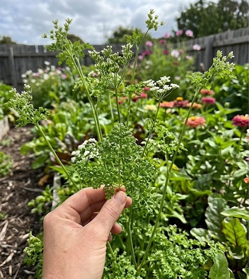 Garden seeds tasmania Chervil