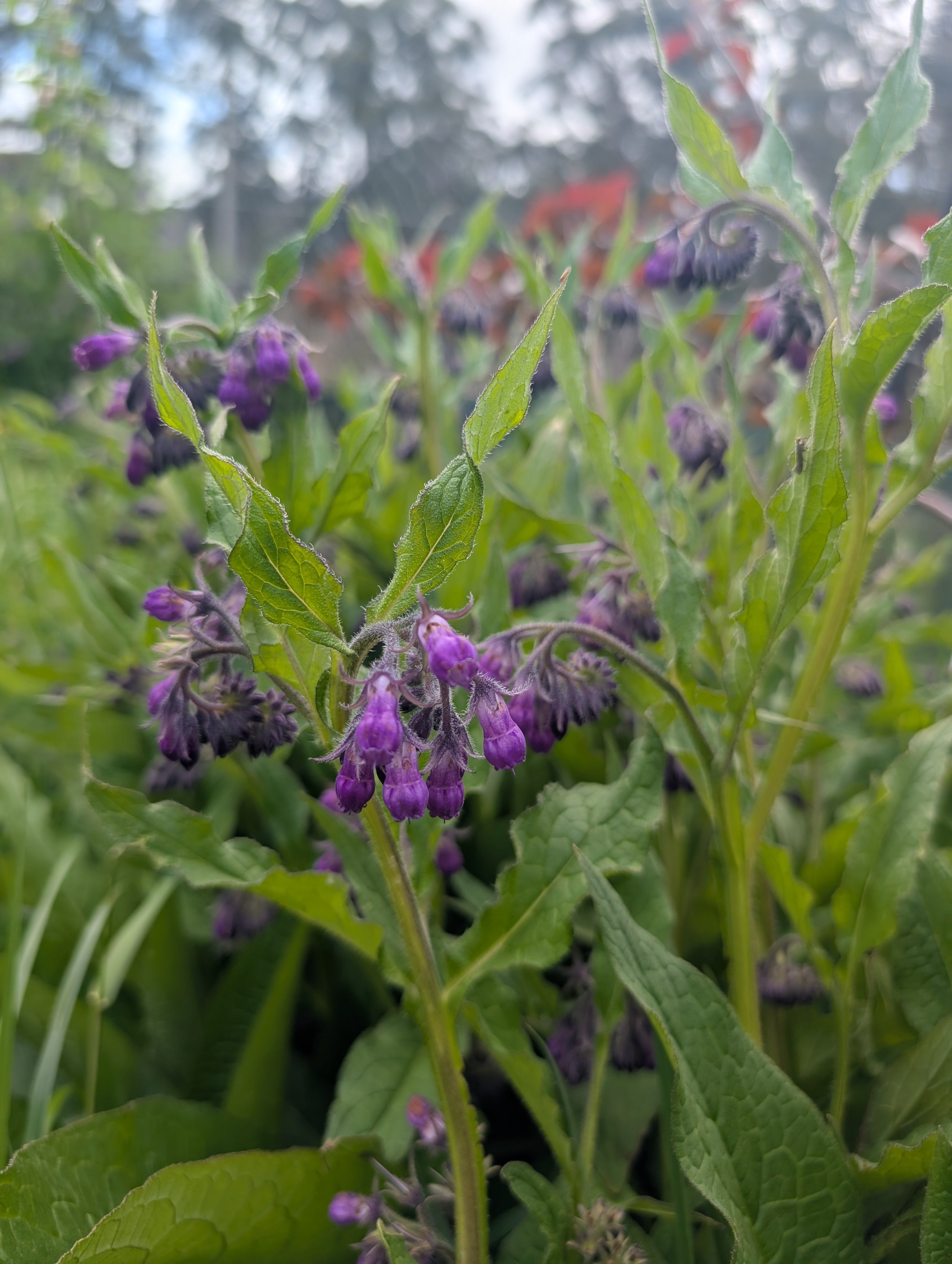 Comfrey plant Tasmania 