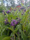 Comfrey plant Tasmania 