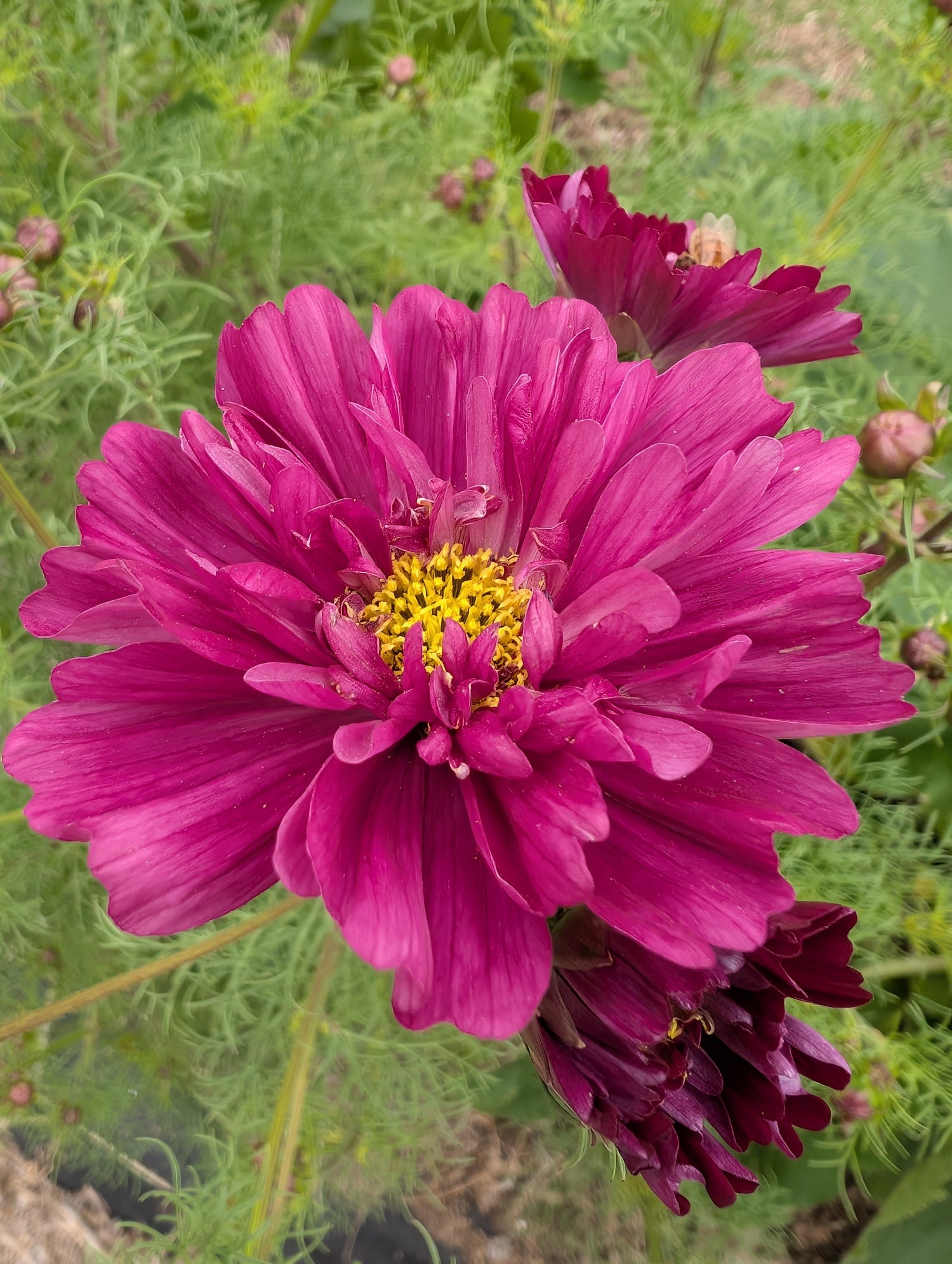 Cosmos Double click cranberry Secondary image