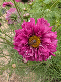 Cosmos double click cranberry seeds