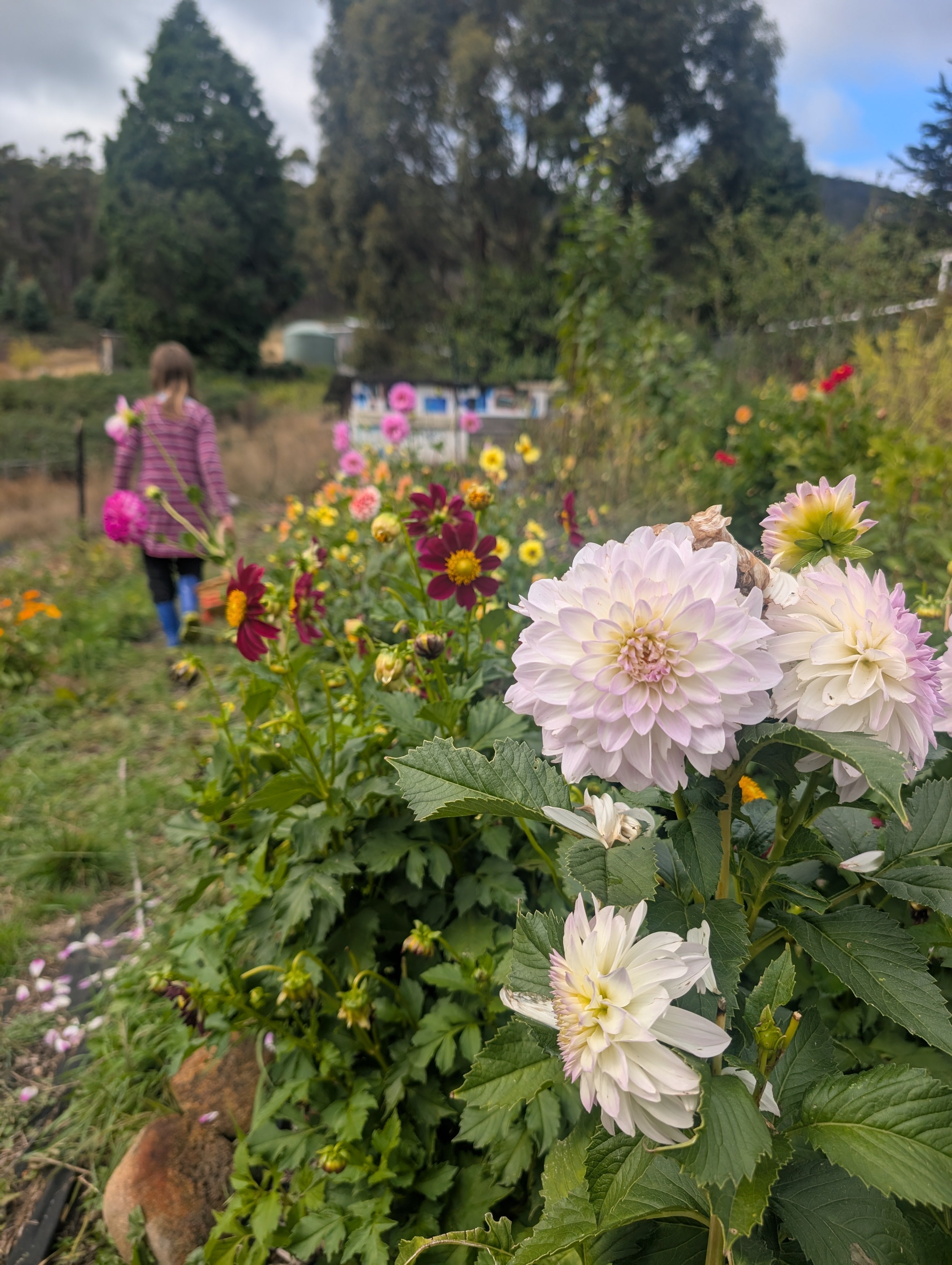 Dahlia flowers Tasmania 