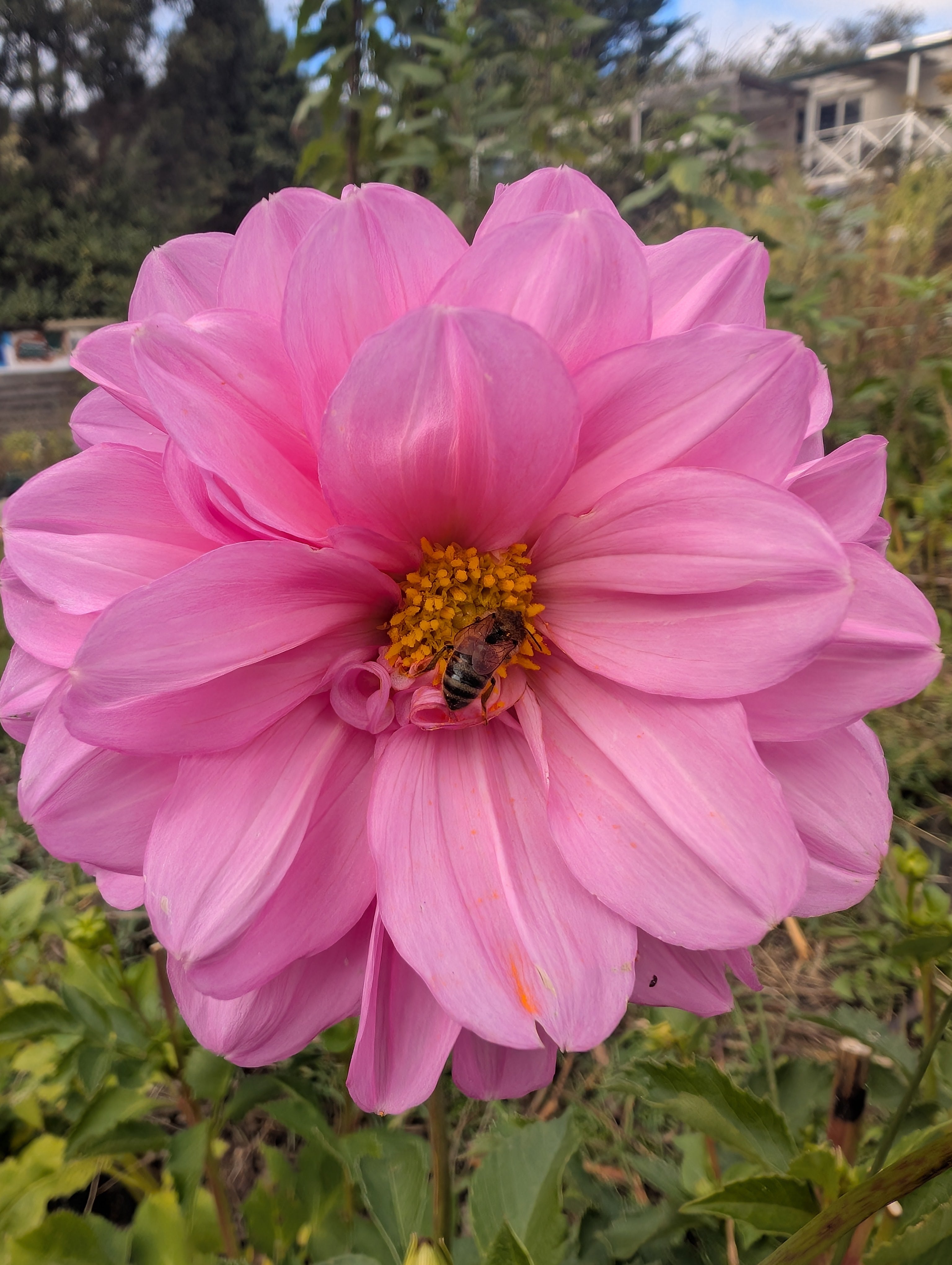 Dahlia seeds Tasmania 