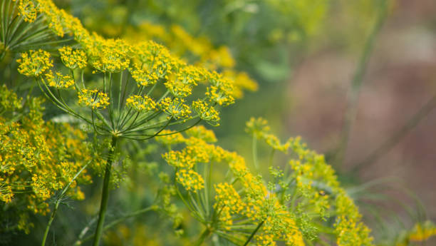 Dill Bouquet Main image