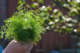 Dill