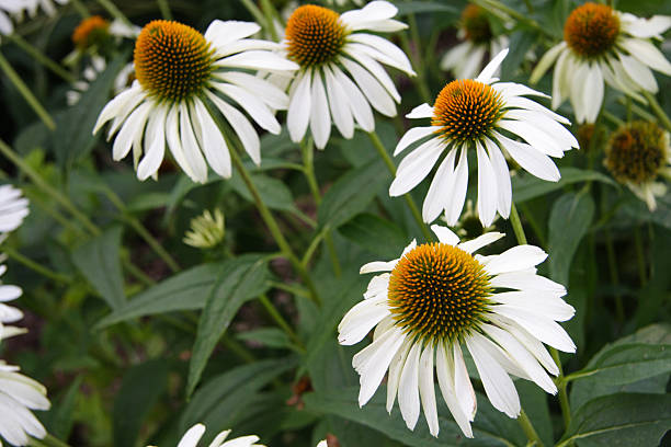 Echinacea White swan Secondary image