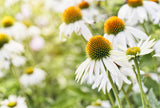 Echinacea White swan