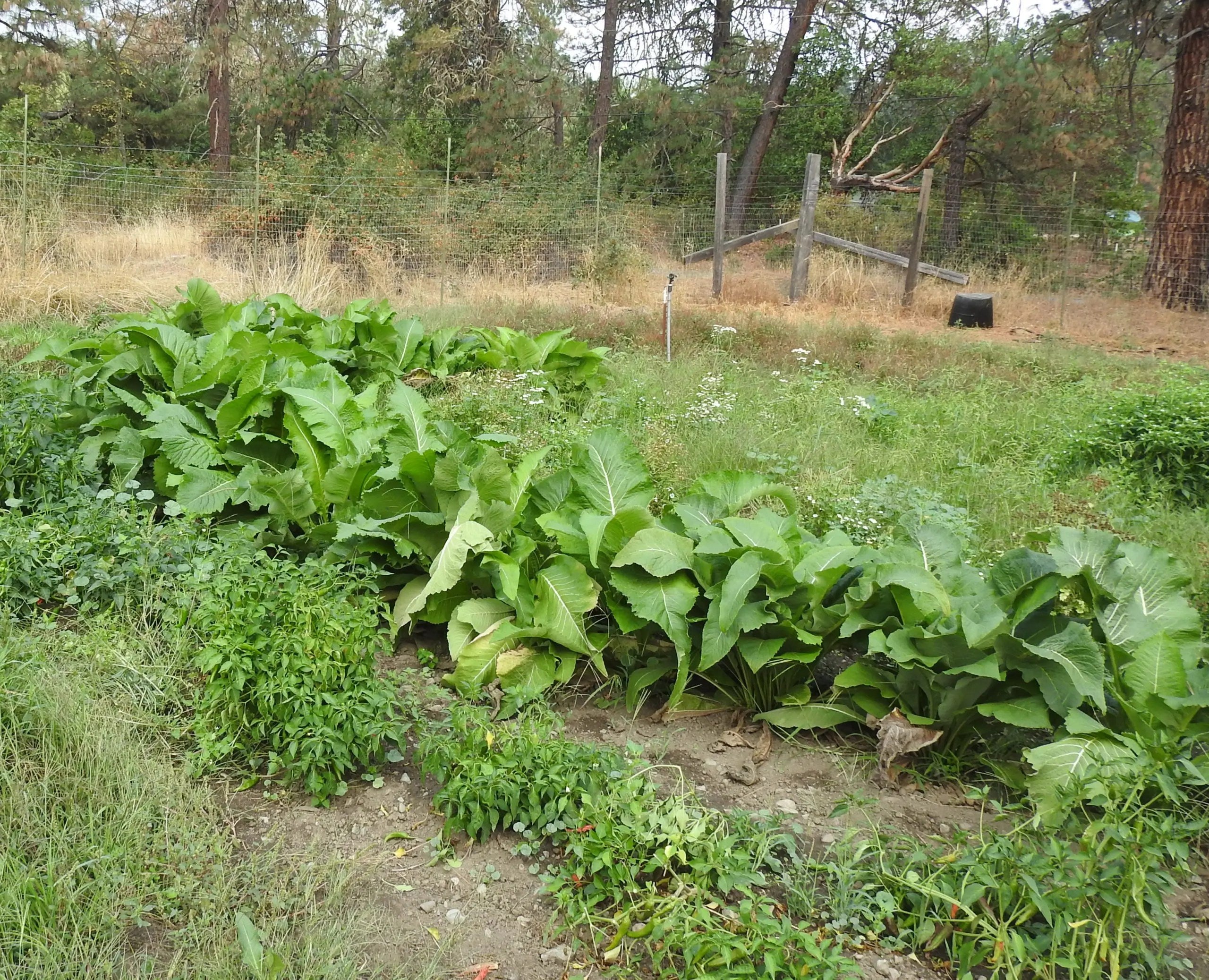 Elecampane (Elf Dock ) Secondary image