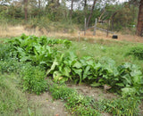 Elecampane (Elf Dock )