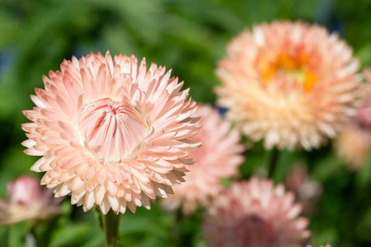 Everlasting paper daisy salmon rose