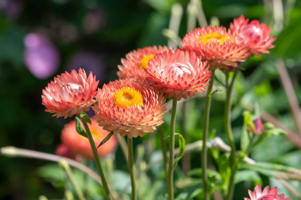 Everlasting paper daisy salmon rose Secondary image