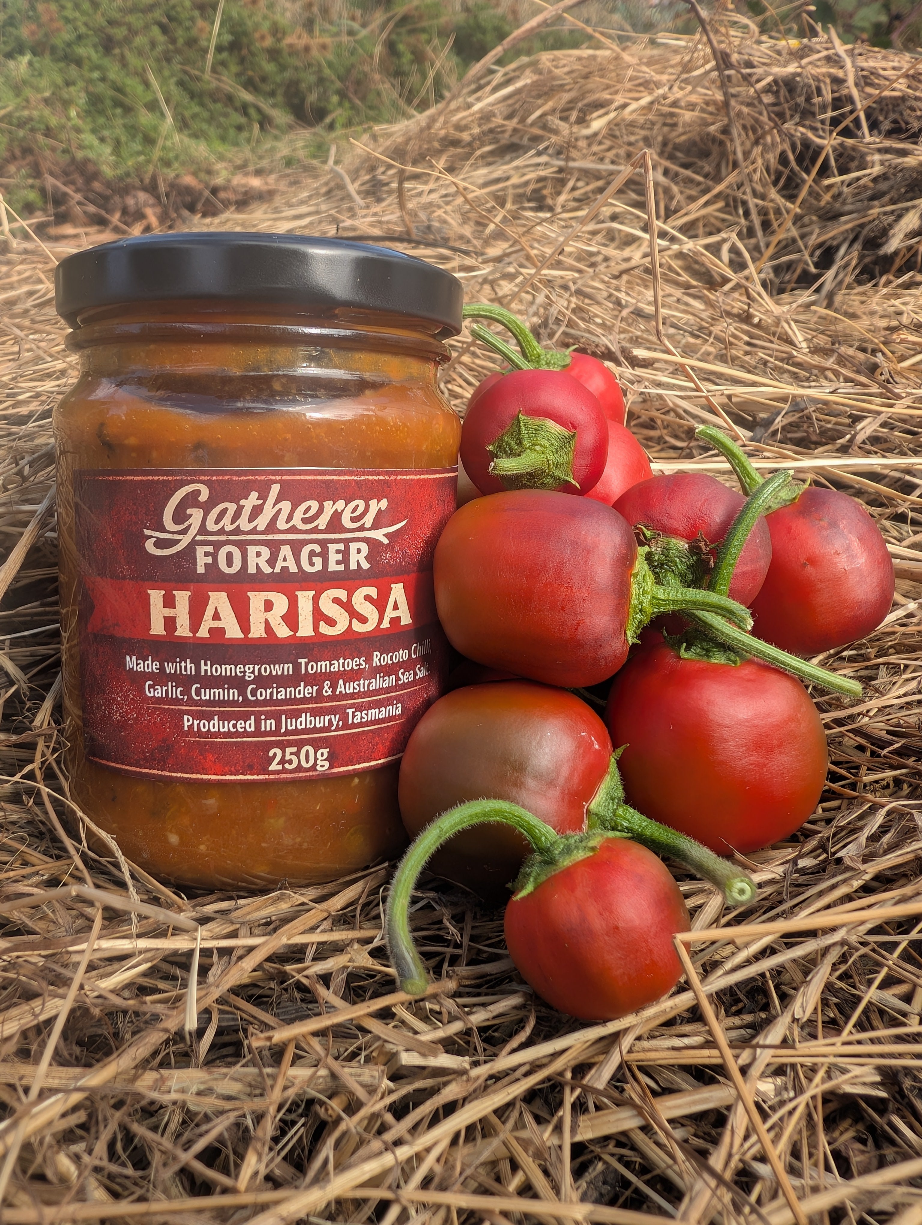 Jar of Gatherer Forager Harissa with fresh tomatoes on a straw background