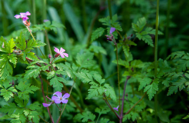 Herb Robert seeds Main image