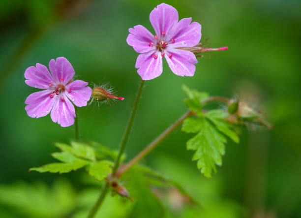 Herb Robert seeds Secondary image