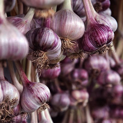 Organic Seed Garlic | Tasmanian Grown | Per clove Secondary image
