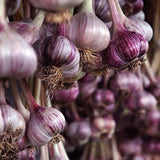 Organic Seed Garlic | Tasmanian Grown