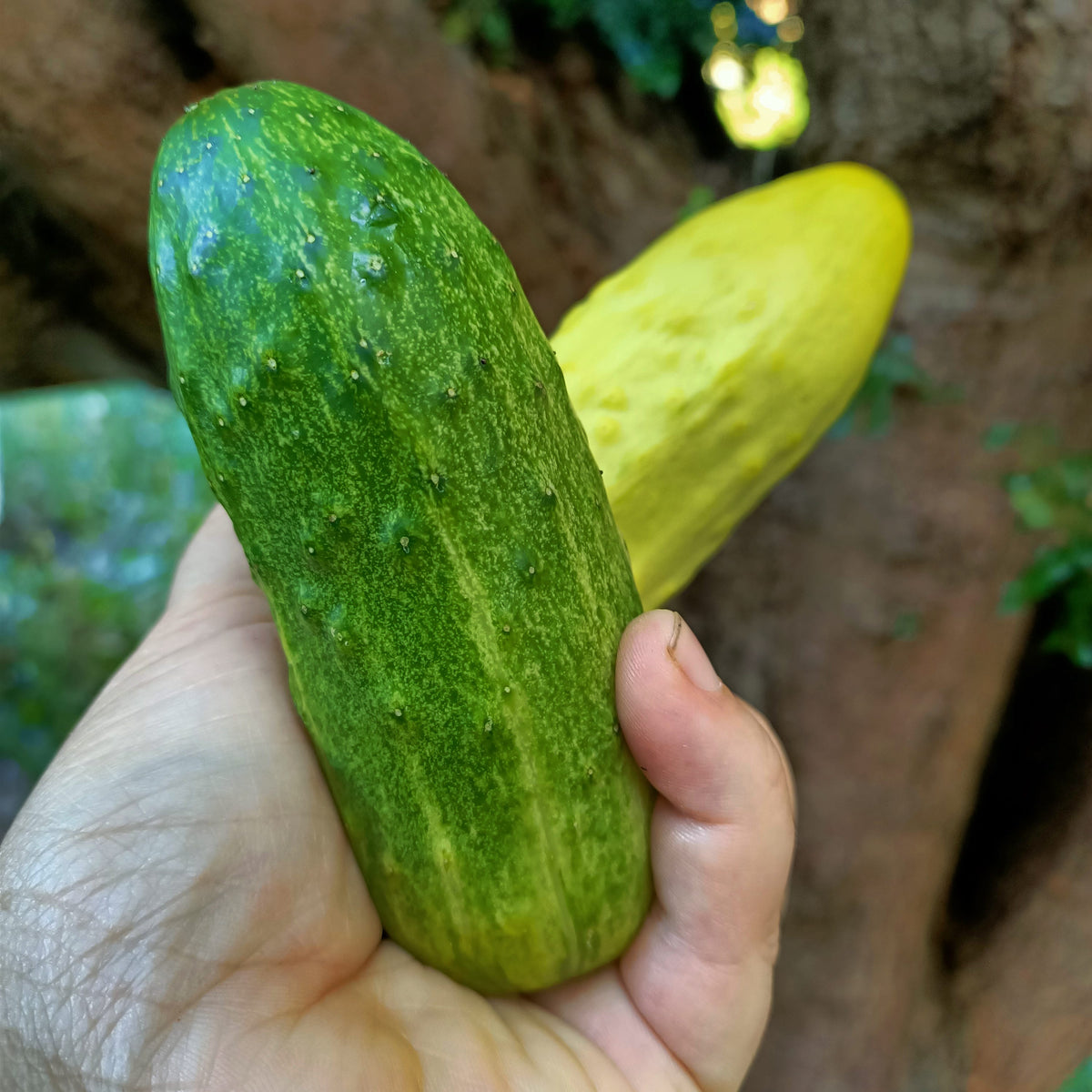 Poona Kheera Cucumber seeds Main image