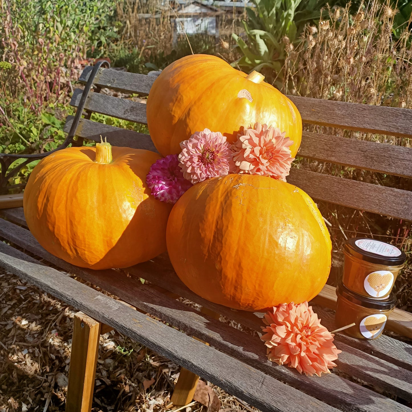 Cinderella (ROUGE VIF D’ETAMPES) Pumpkin seeds