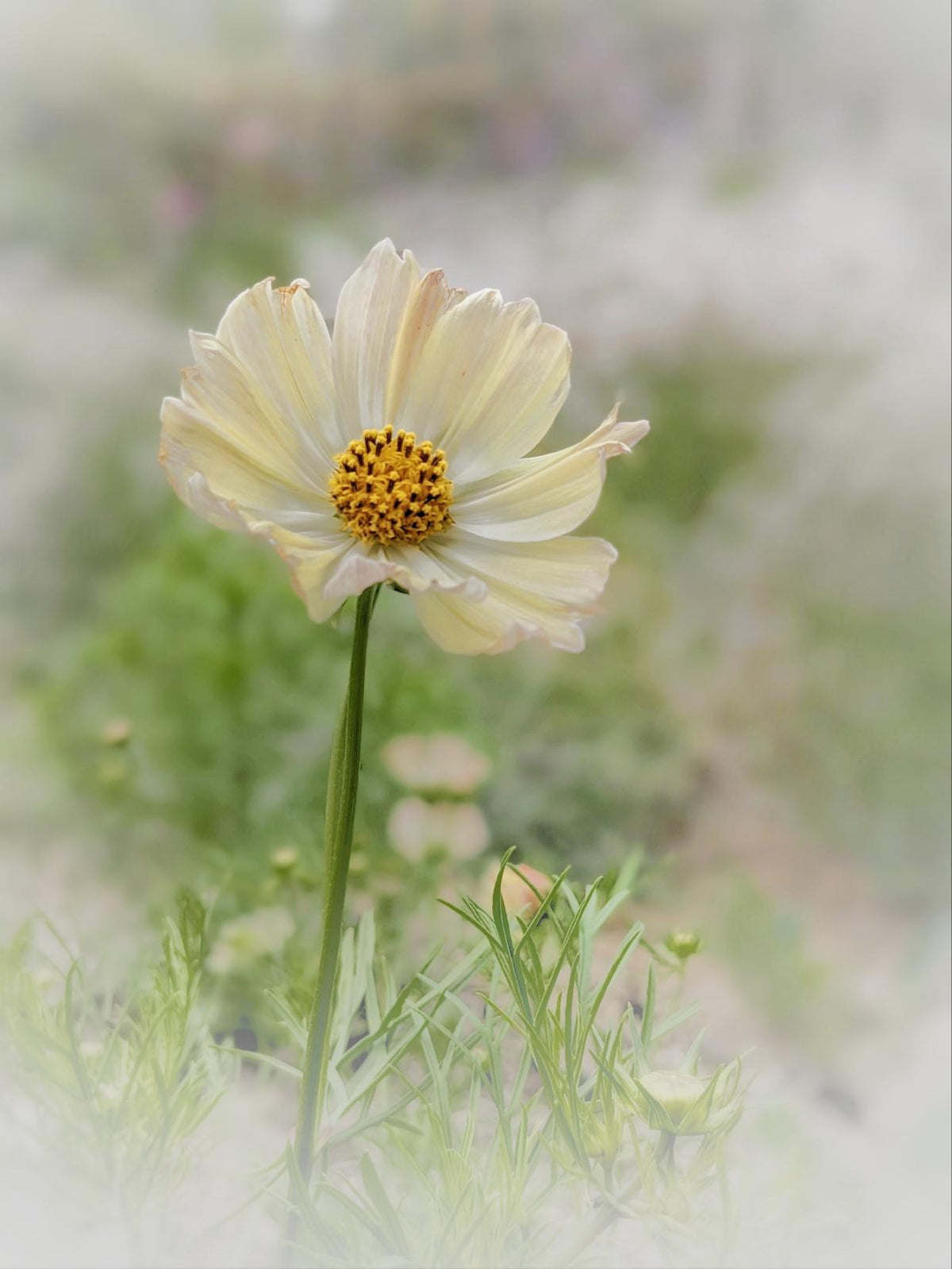Cosmos Kiiro seeds Main image