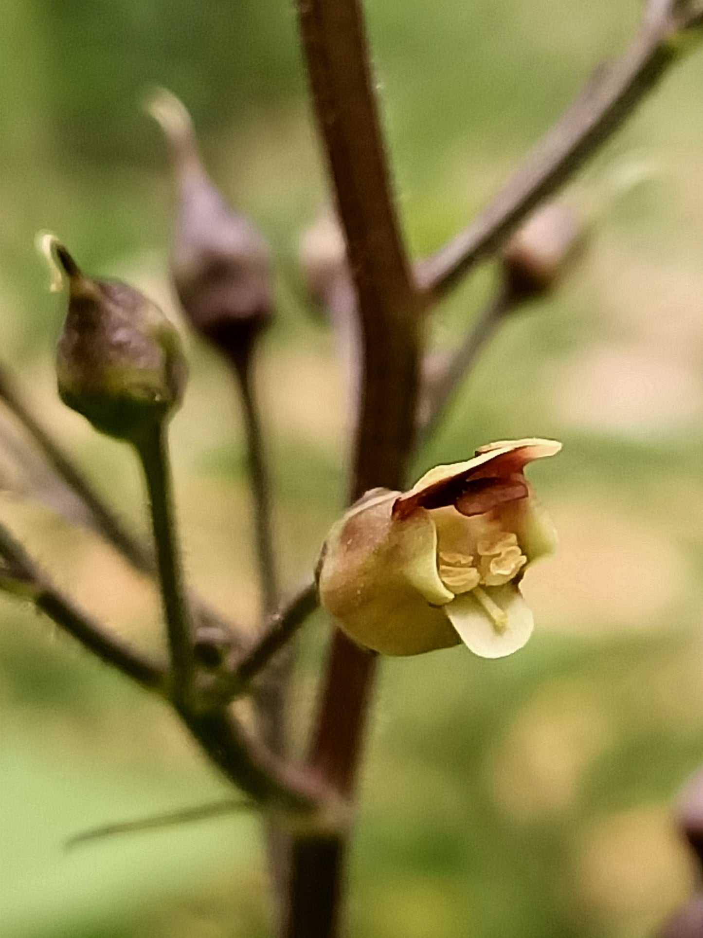 Figwort Scrophularia nodosa seeds