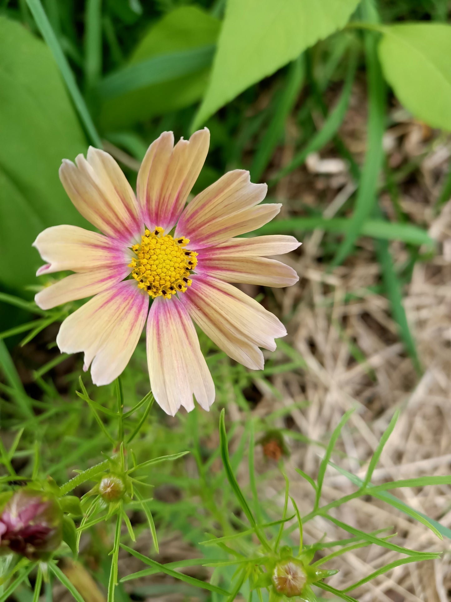 Cosmos Tasmania