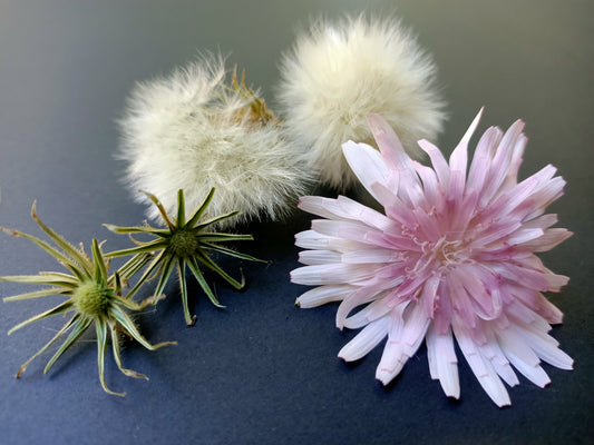 Crepis Rubra Hawksbeard