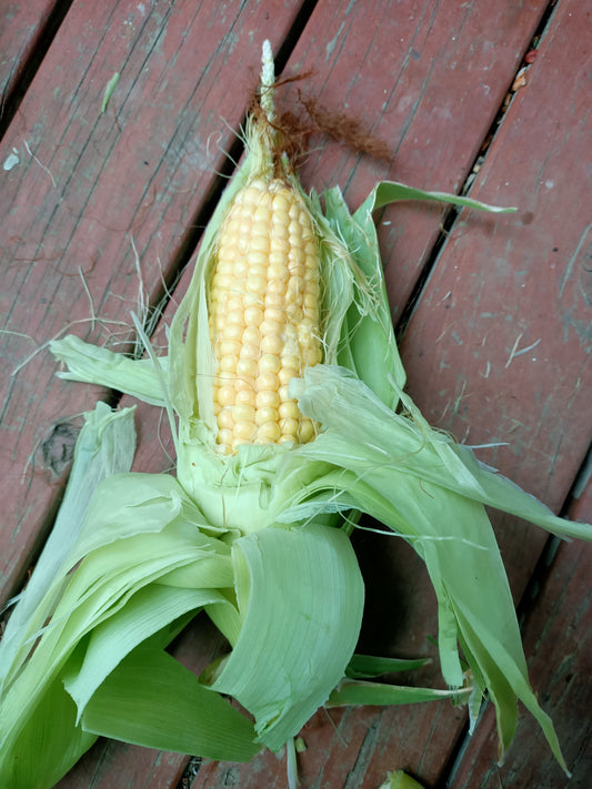 Balinese corn Tasmanian seed 