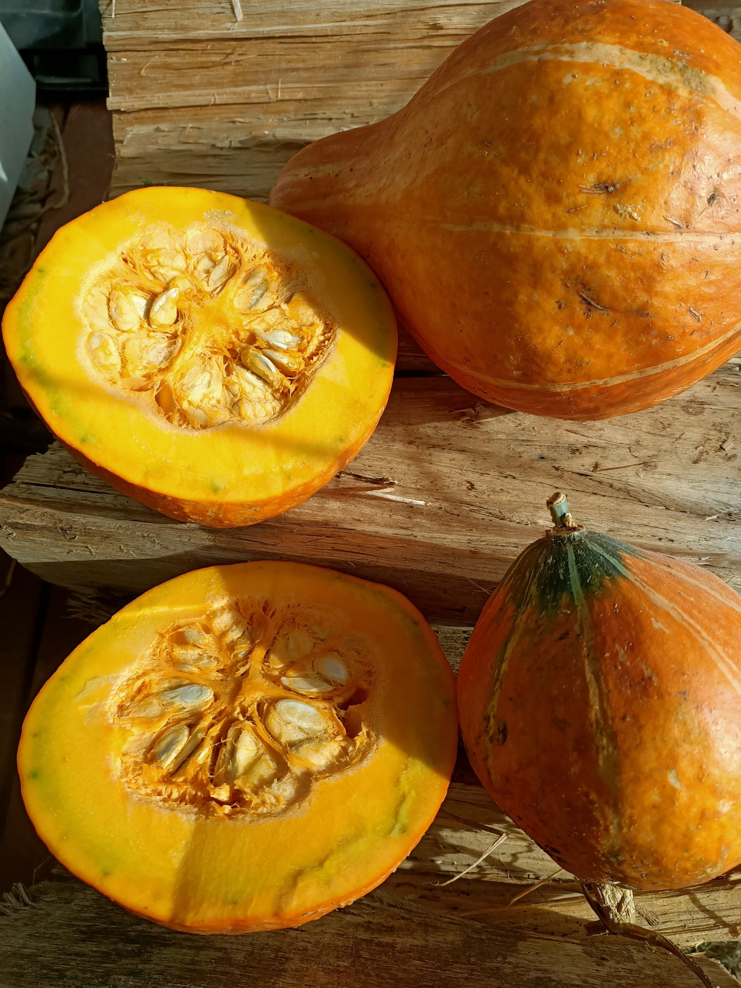 Lakota Pumpkin 