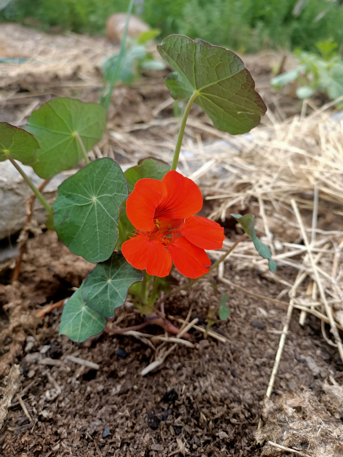 Nasturtium Red empress of India Main image