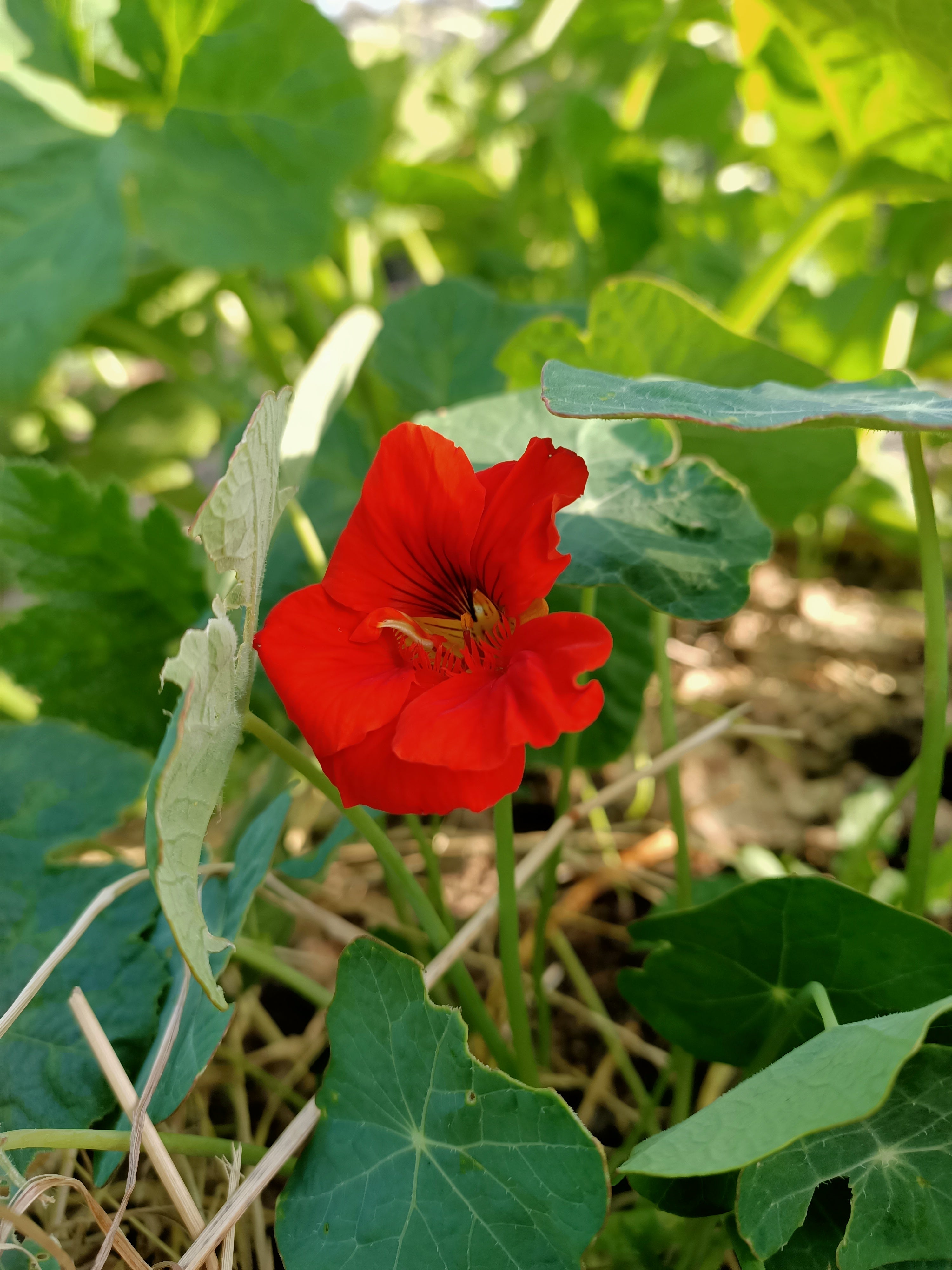 Nasturtium Red empress of India Secondary image