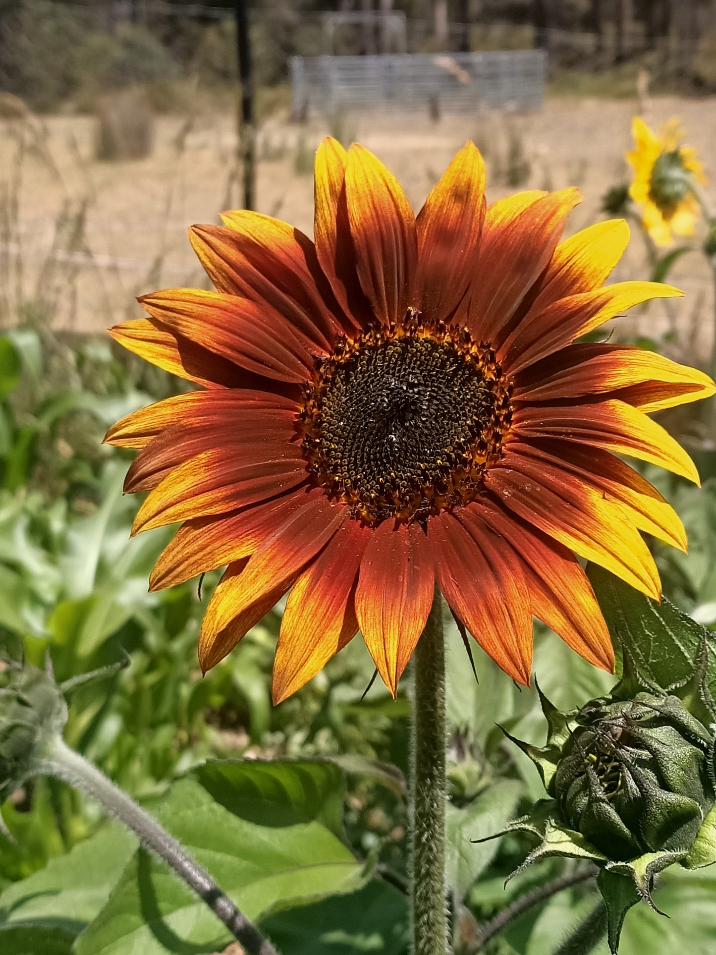 Bronze dawn sunflower 
