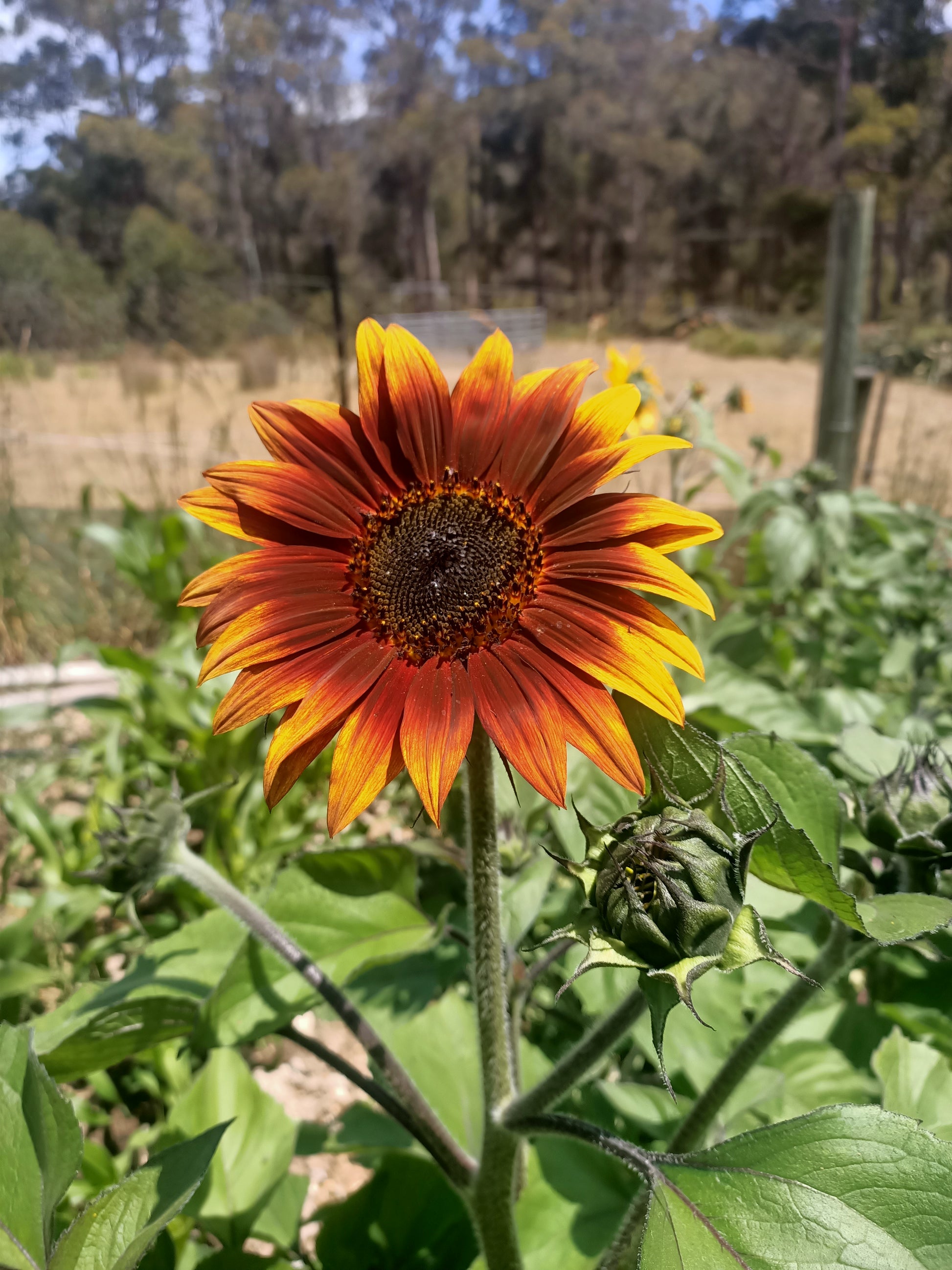 Sunflower seeds Tasmania 