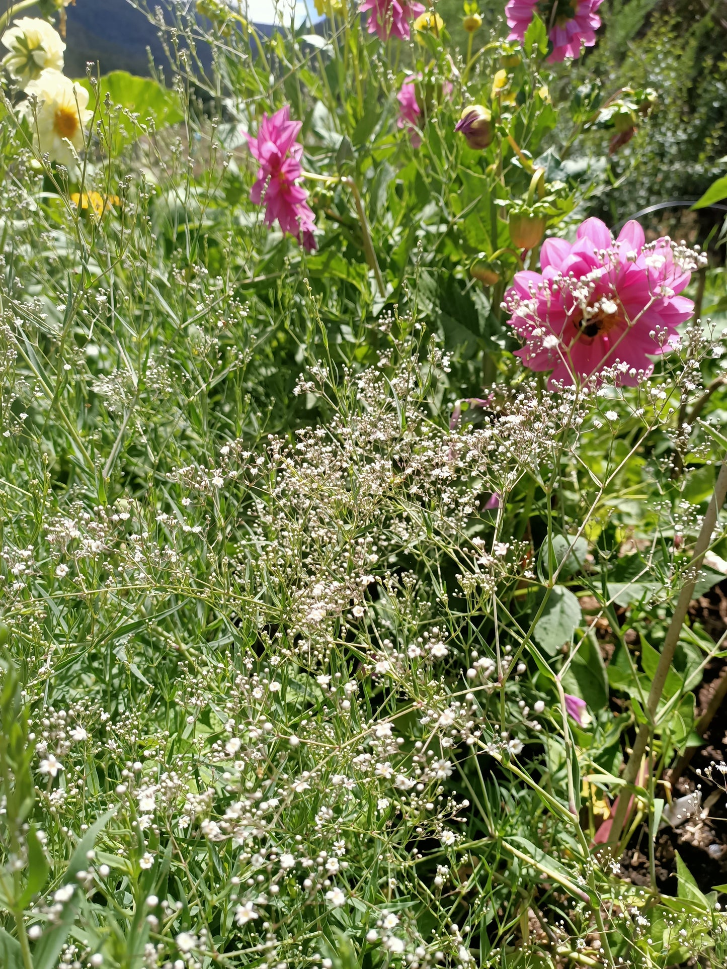 Babys Breath