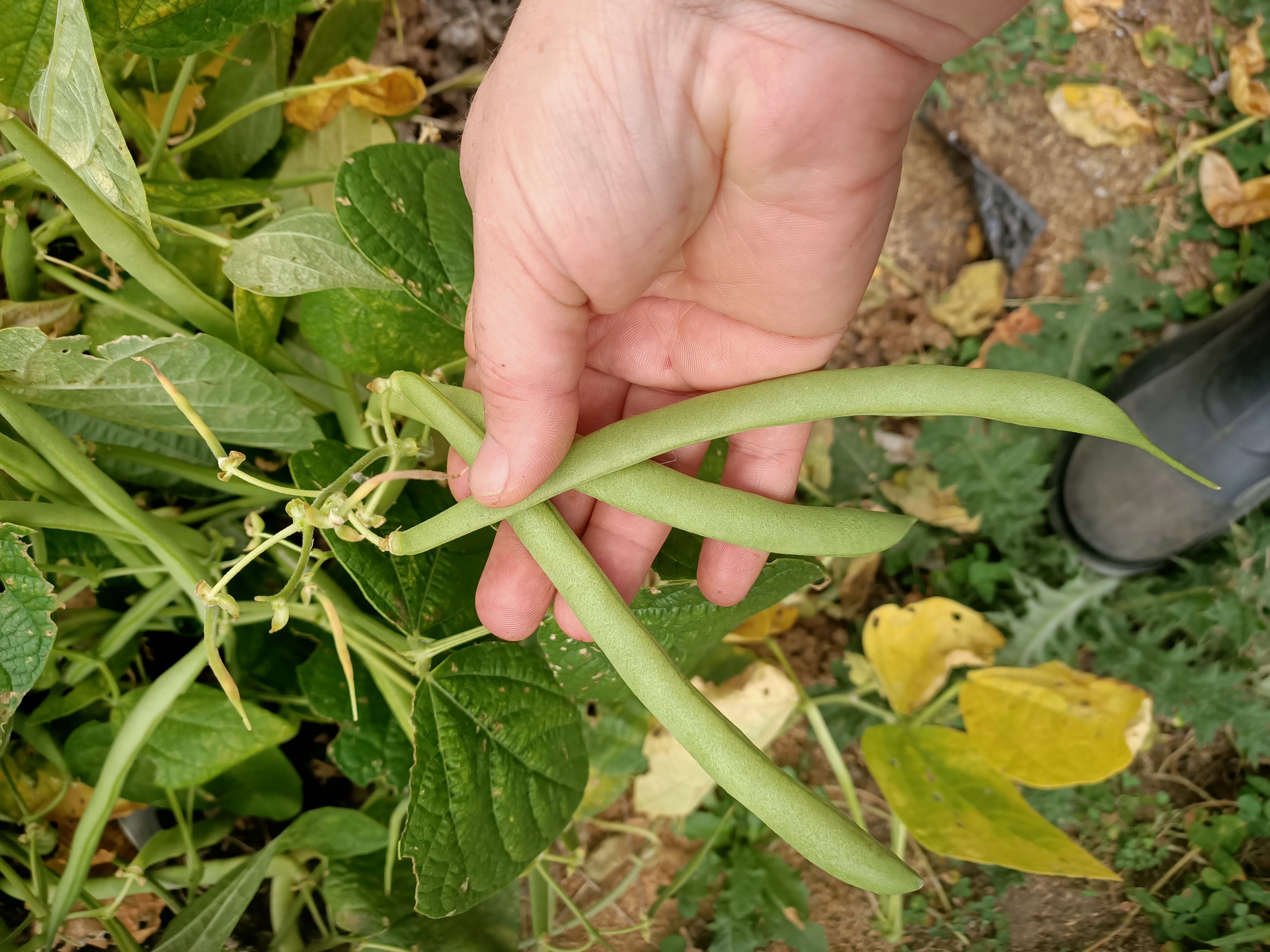 Painted Pony Beans Secondary image