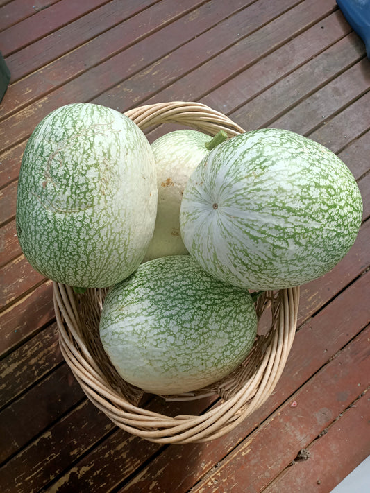 Shark melon seeds Tasmania 