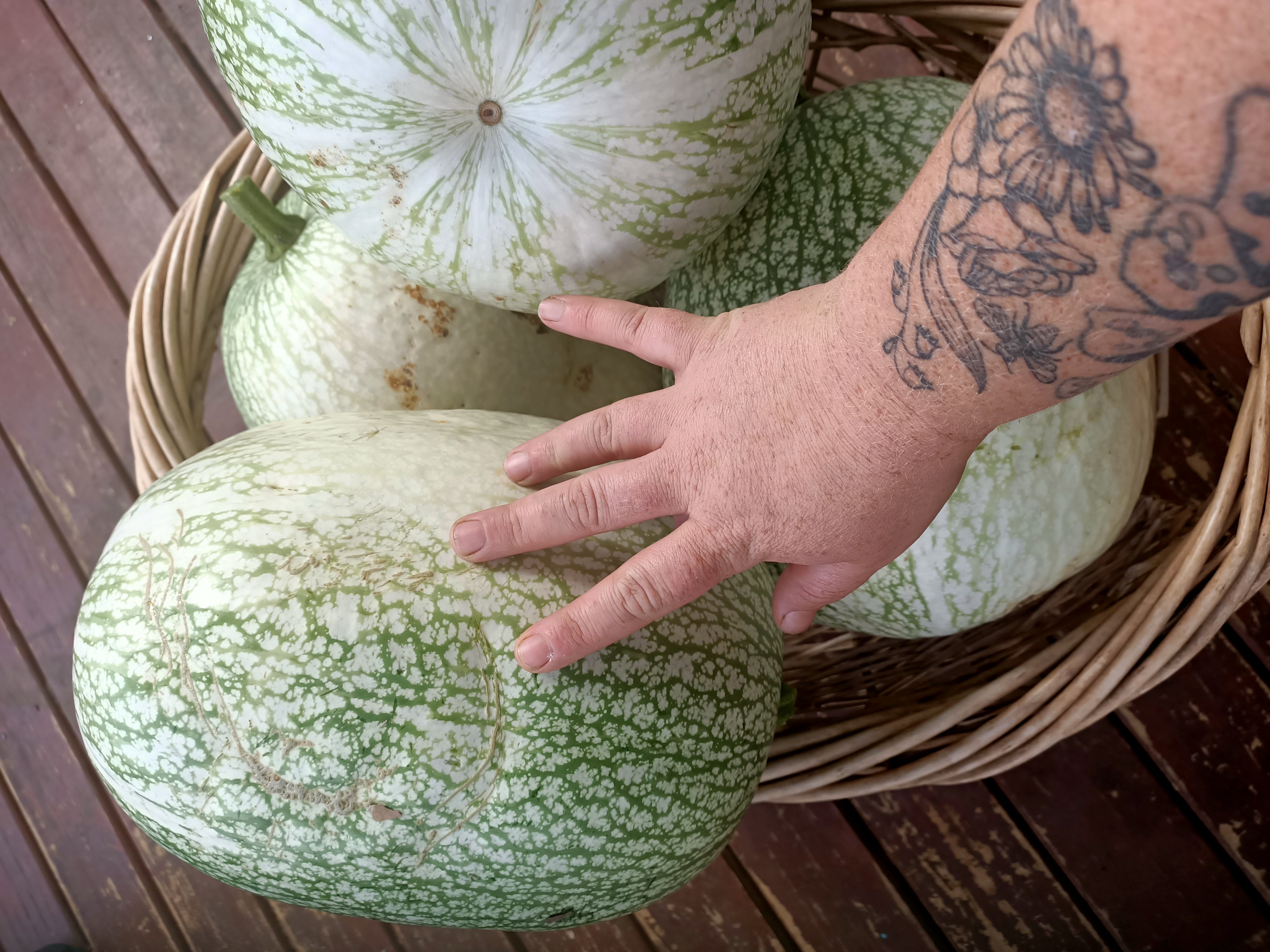 Fig Leaf Gourd Secondary image