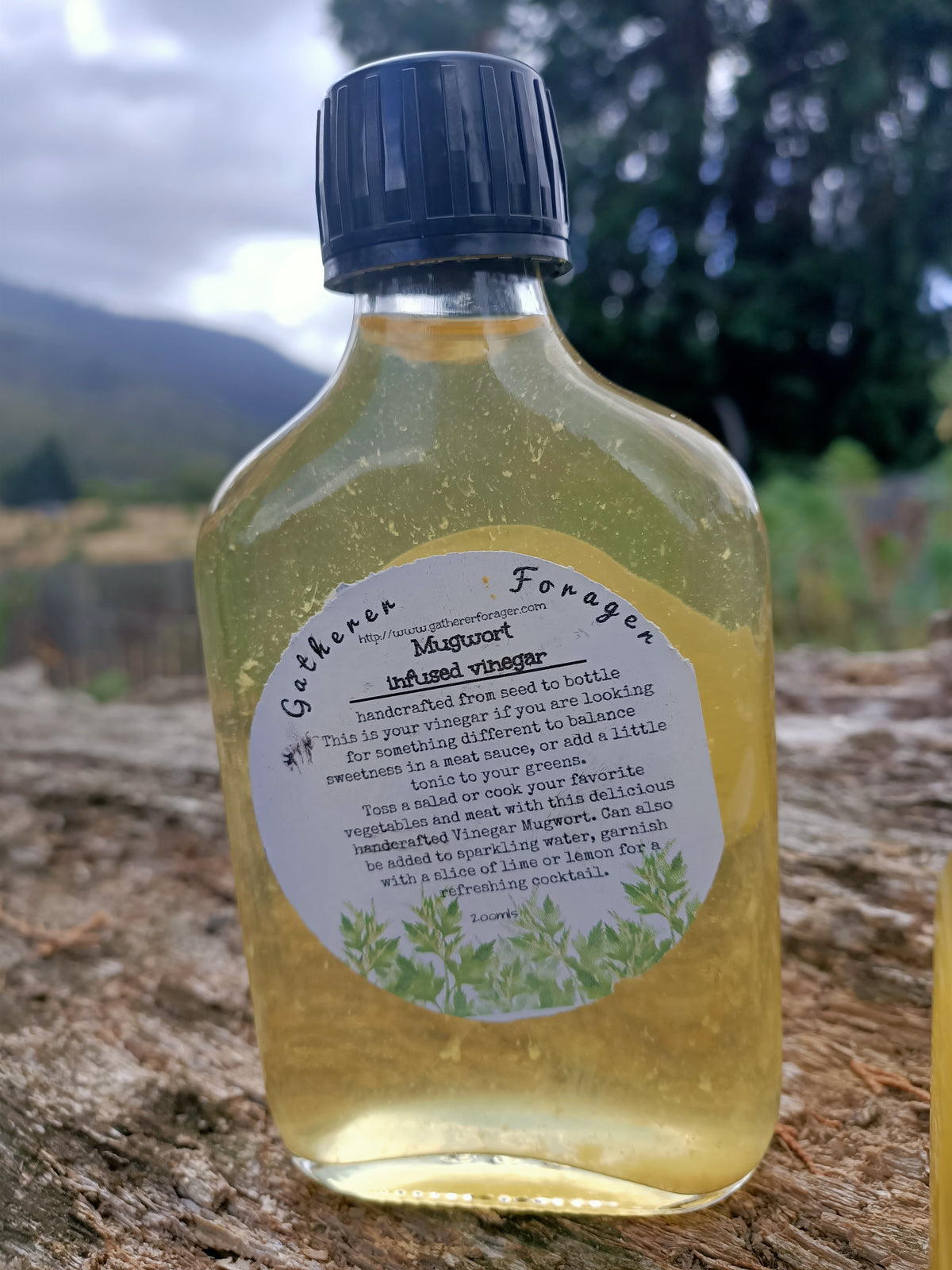 Mugwort infused vinegar