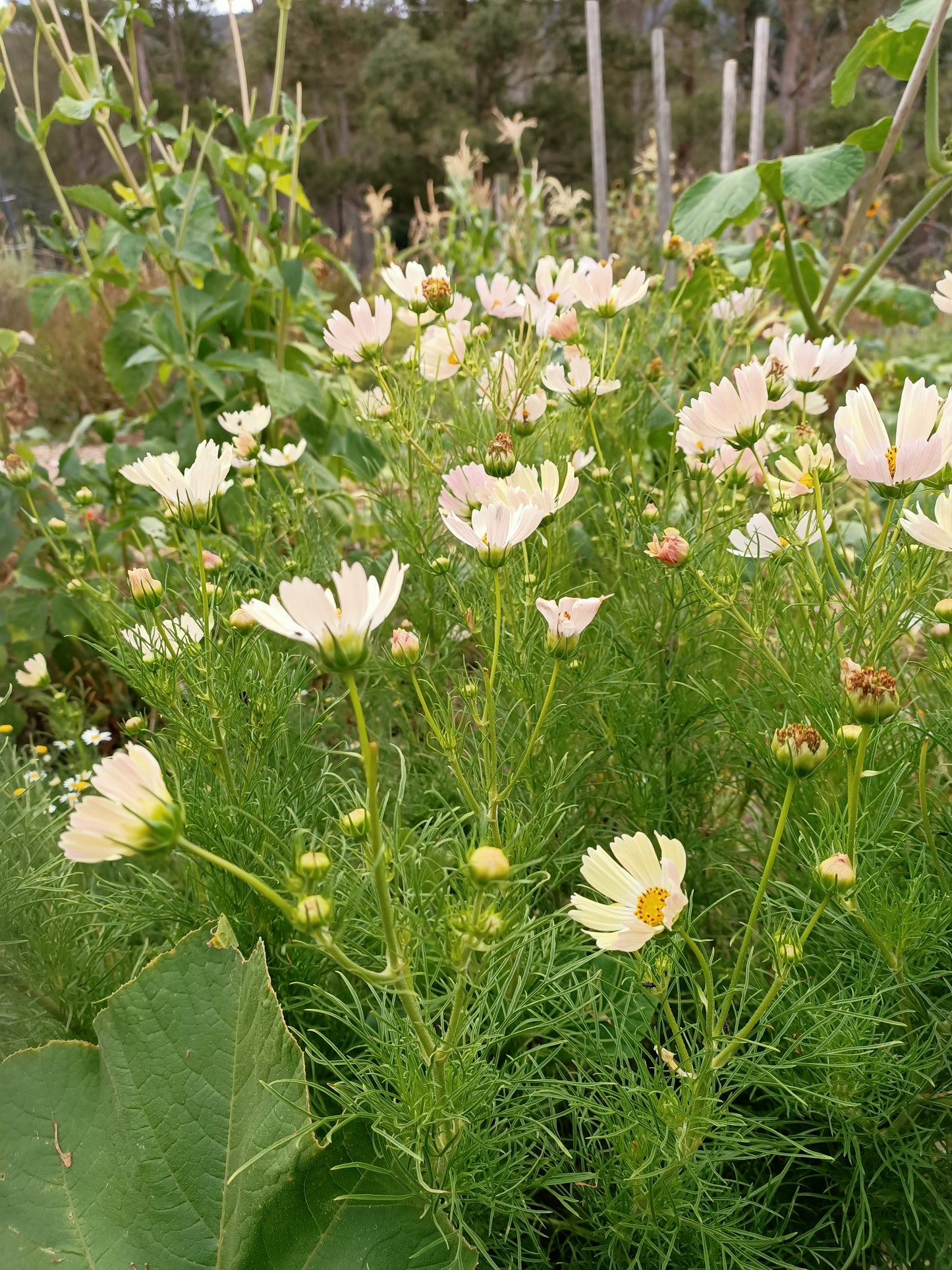 Cosmos Apricot Lemonade