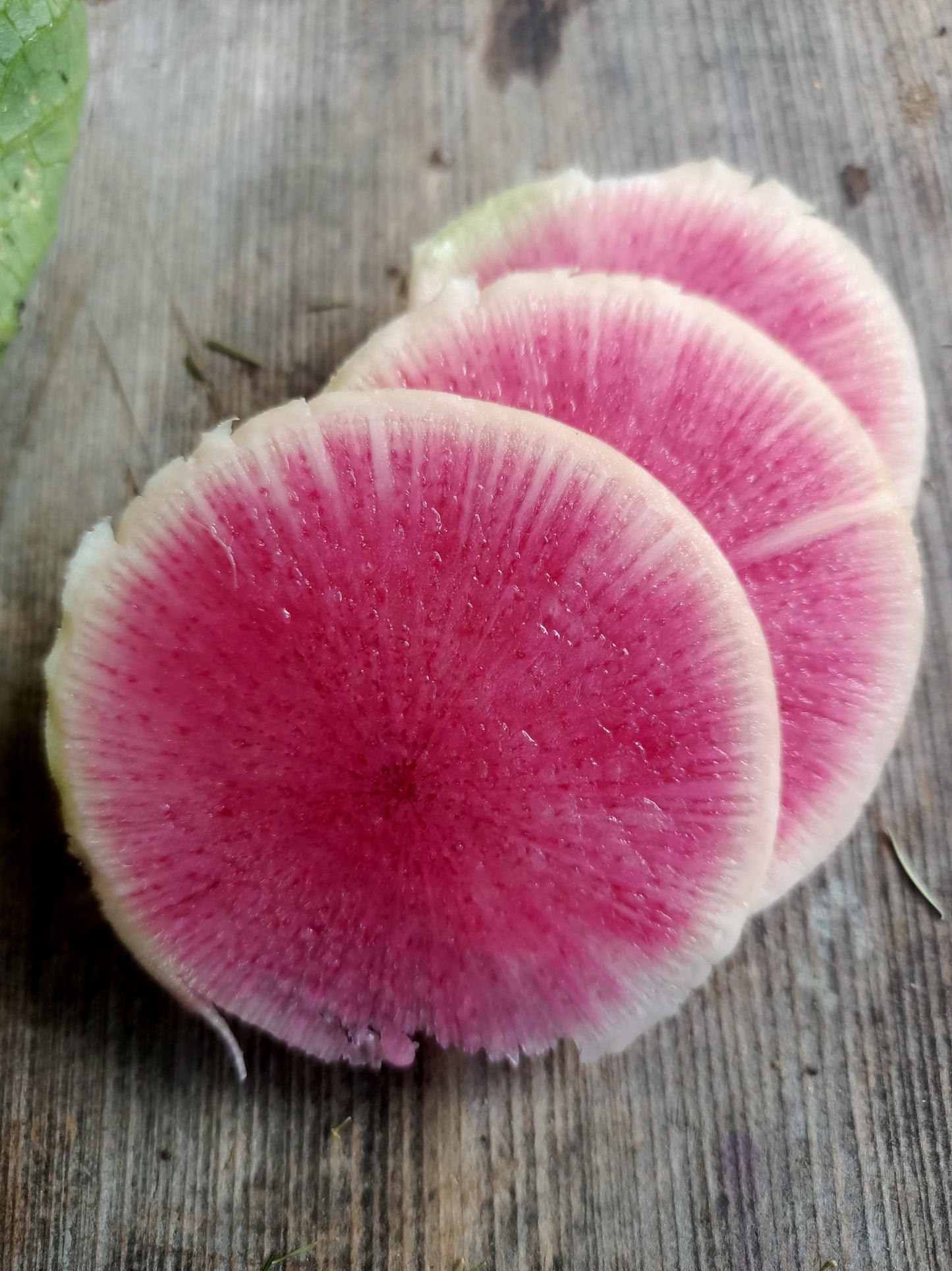 Watermelon Radish