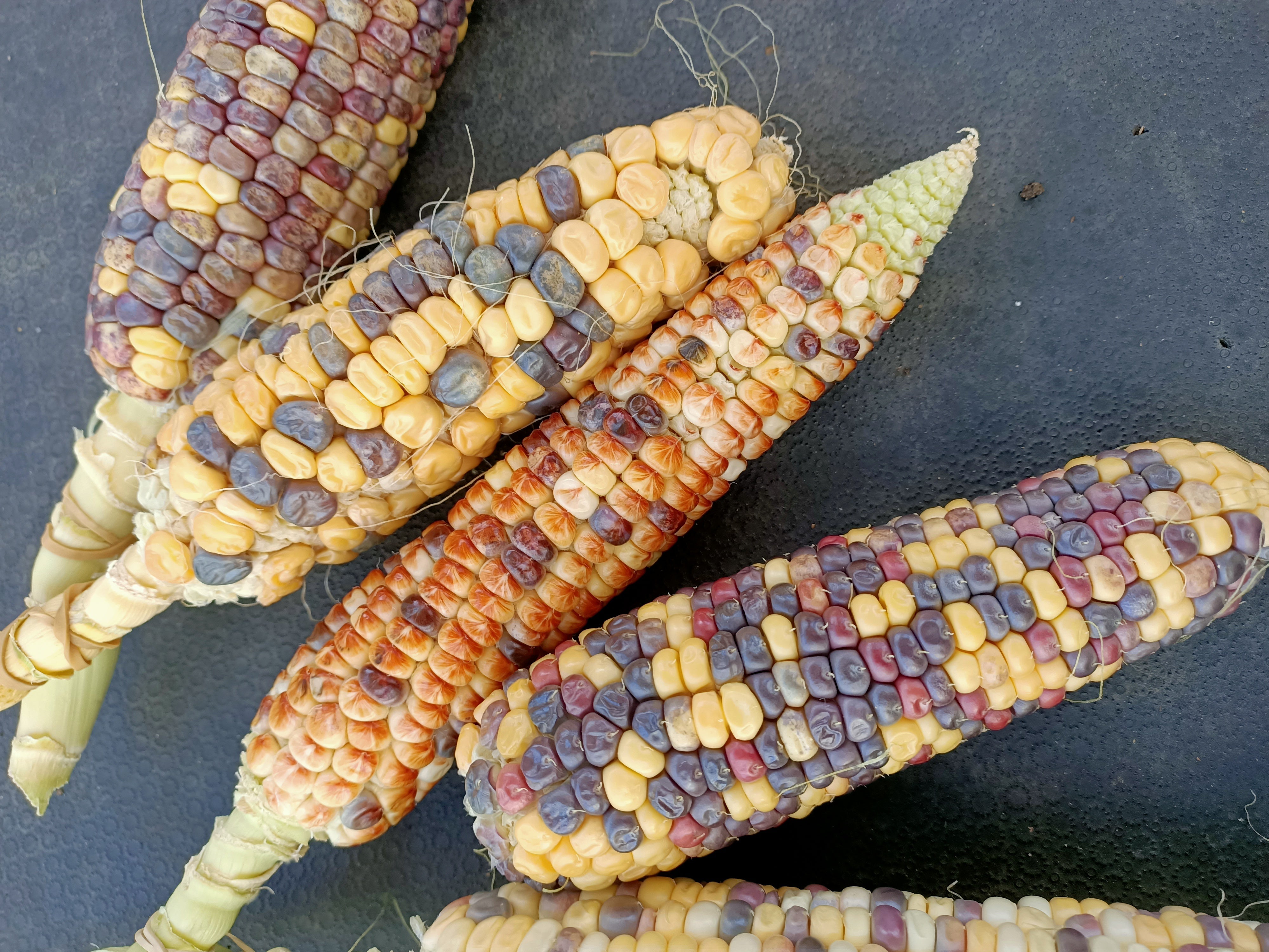 Anasazi Corn seeds Secondary image
