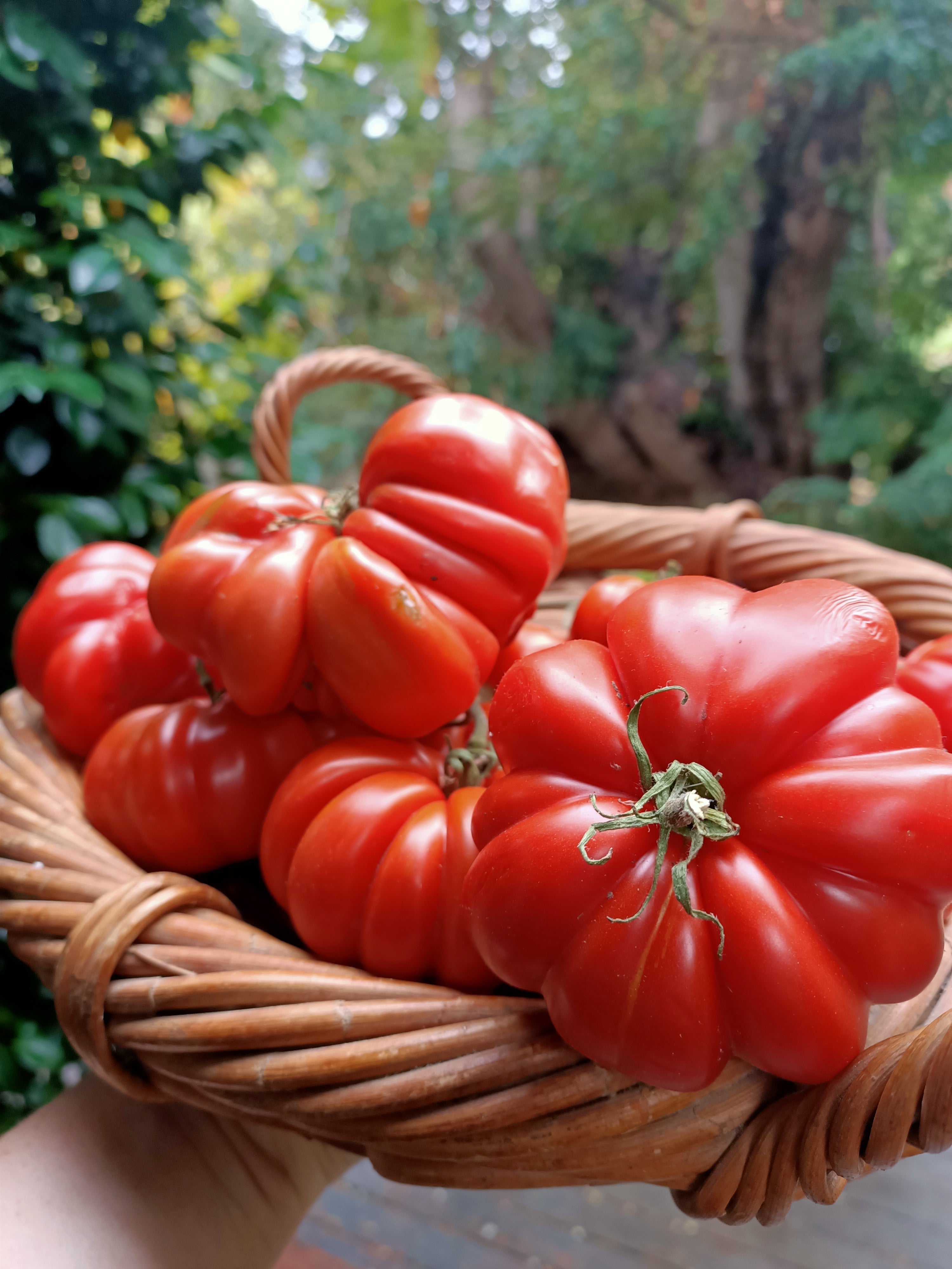 Tomato Costoluto Genovese Seeds Secondary image