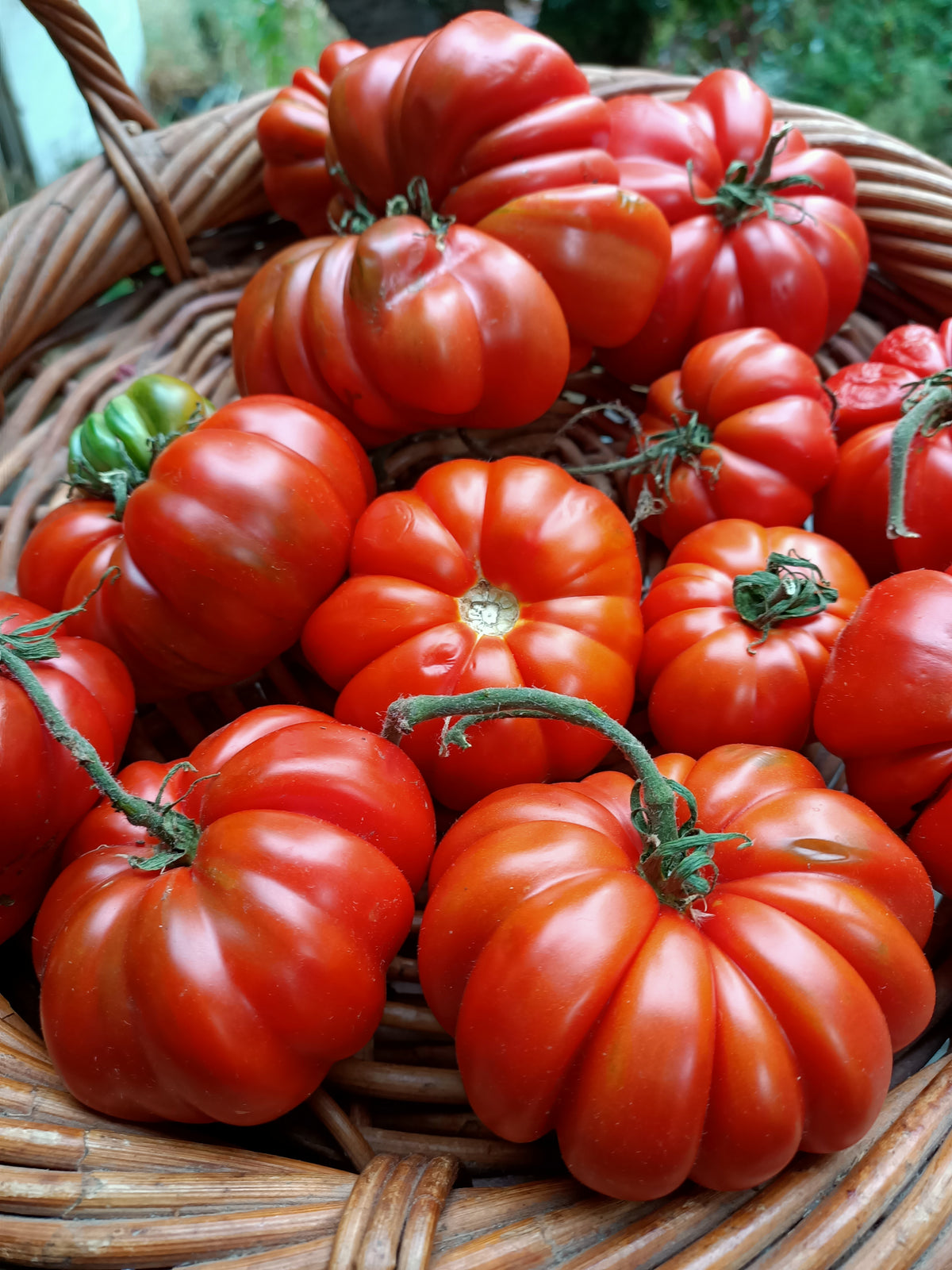 Costa Luta tomato seeds Main image