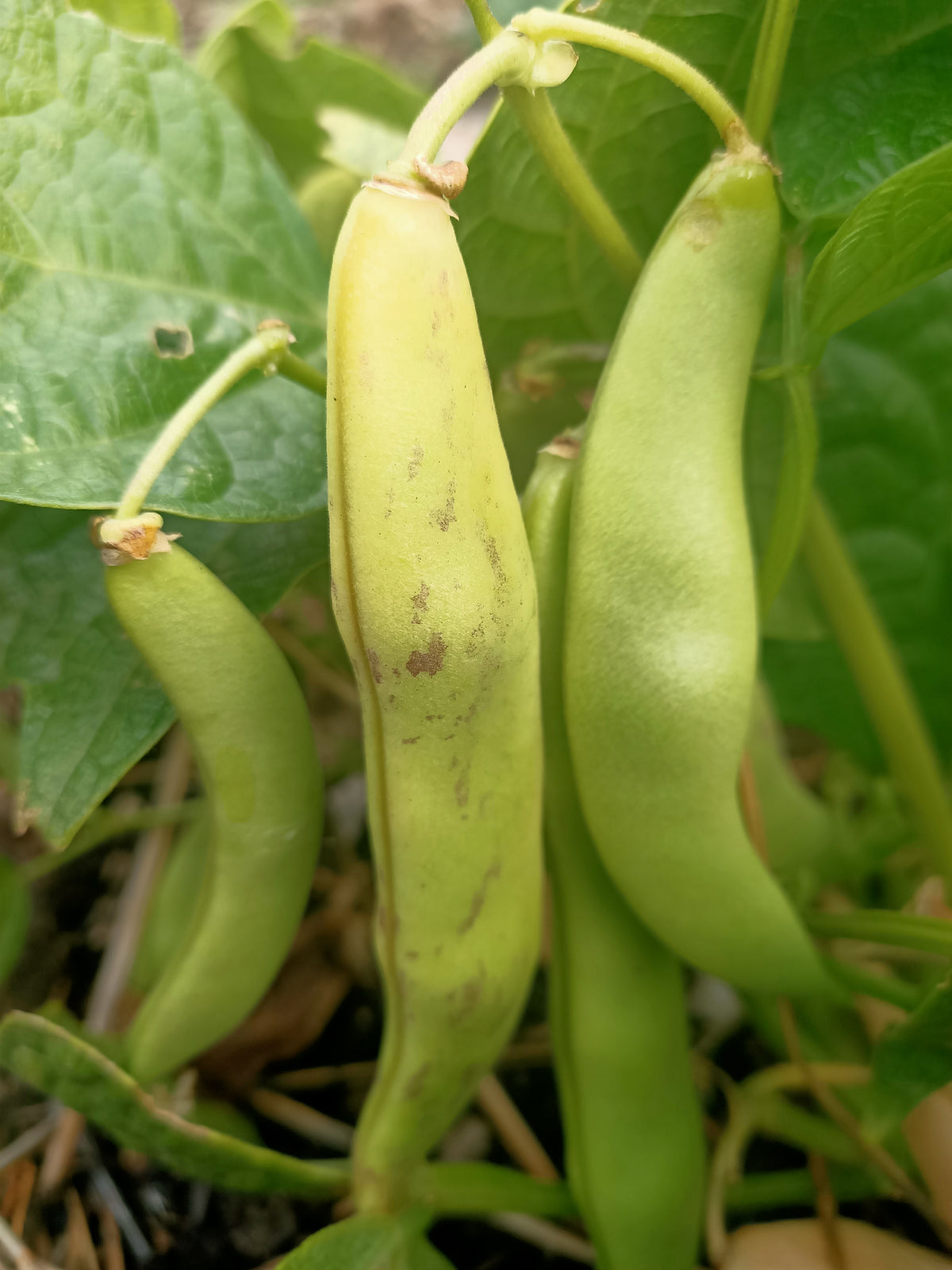 Black coco Beans Main image