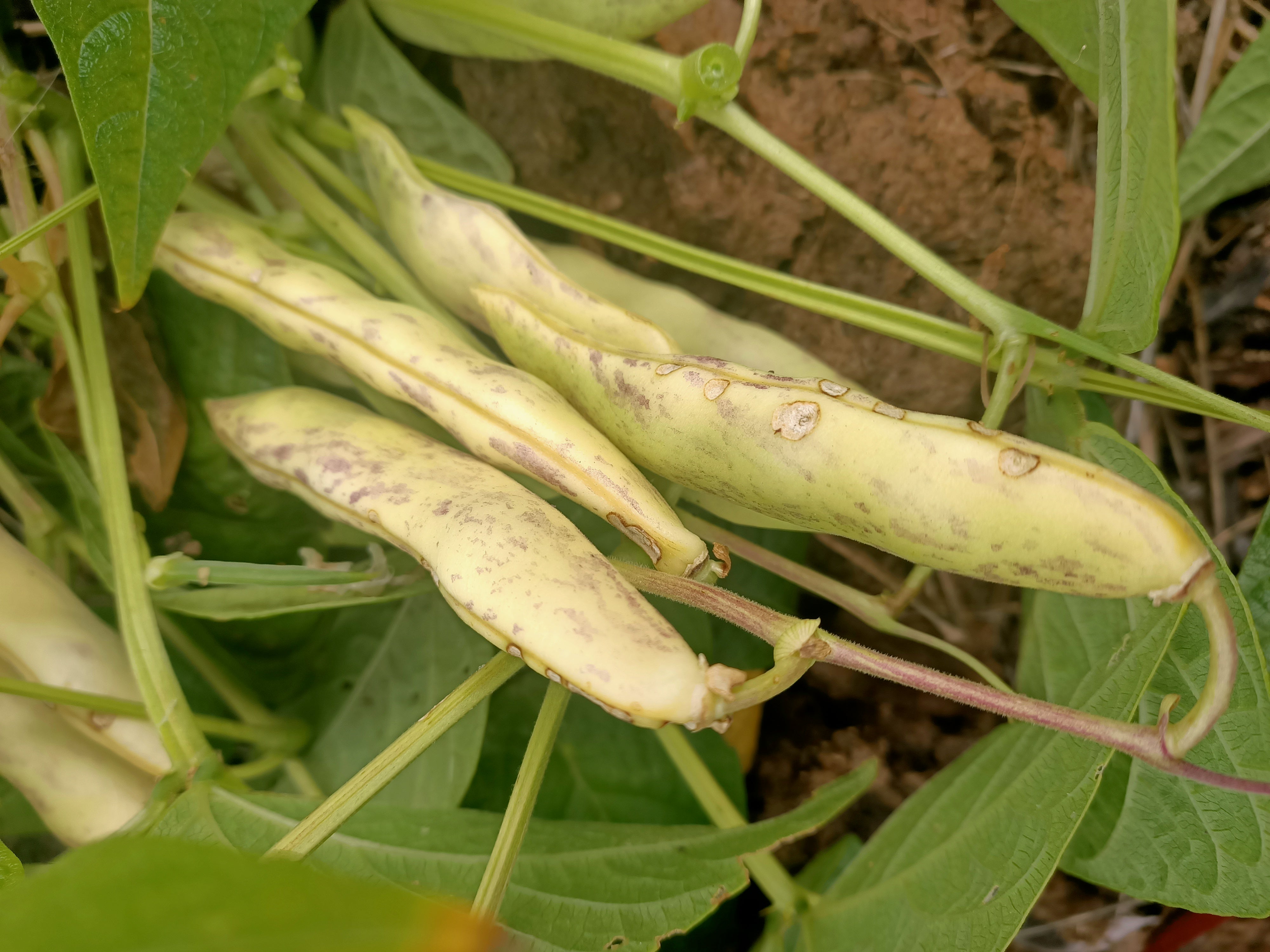 Black coco Beans Secondary image