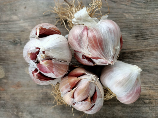 Seed garlic Tasmania