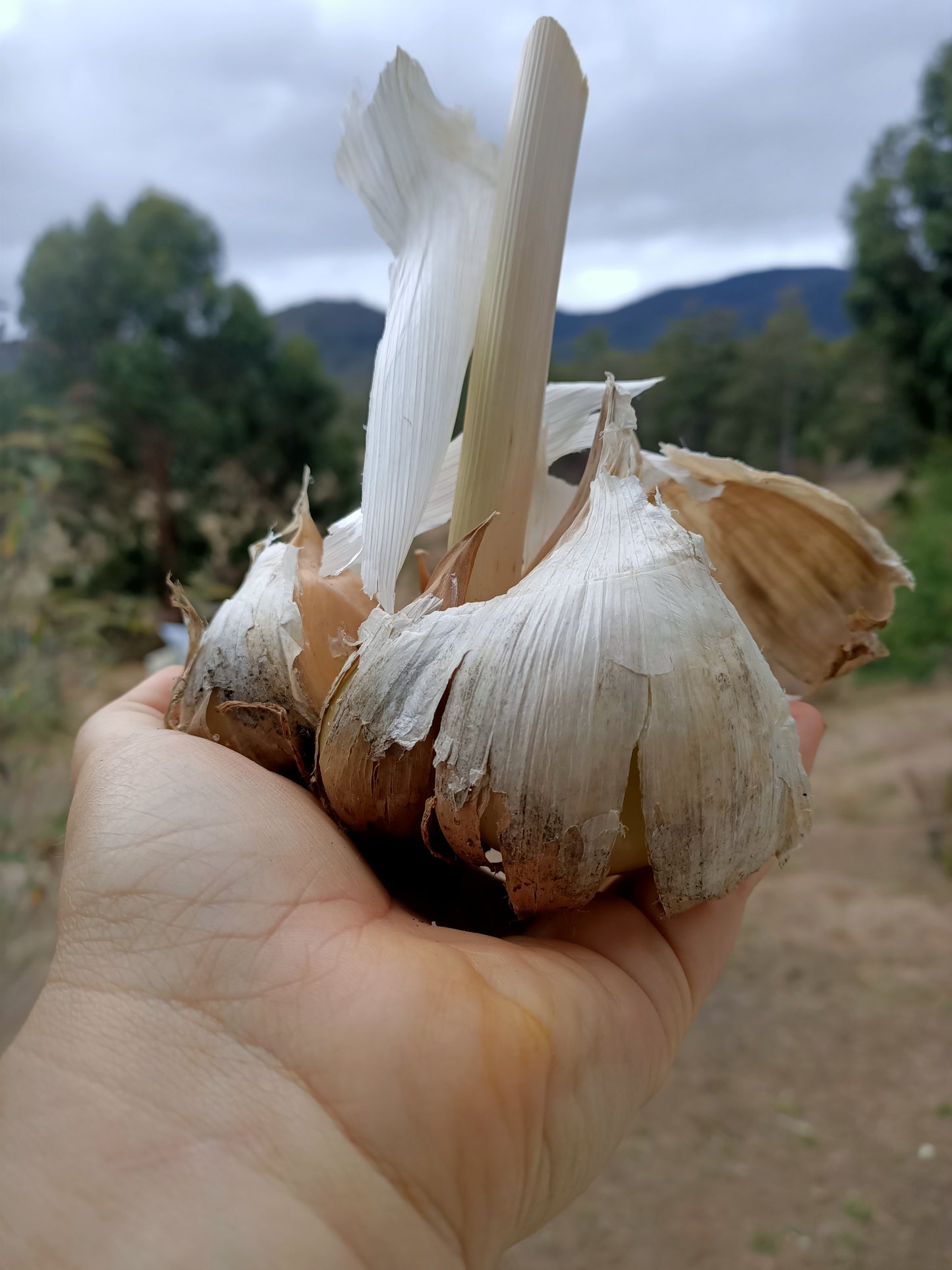 Seed Garlic - Price per clove
