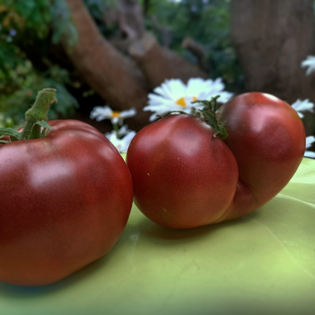 Tomato Black from tula Main image